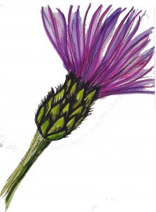 2.1 centaurea montana