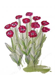 2.4 lychnis coronaria