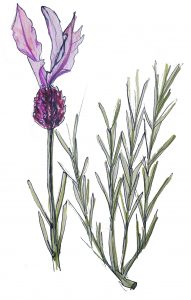 3.2 lavandula pedunculata