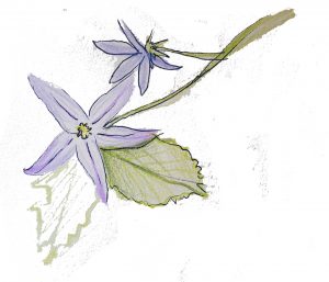 4.1 campanula poscharskyana