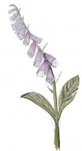 4.2 digitalis purpurea