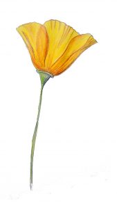 5.3 eschscholzia californica