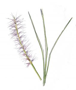 6.5 pennisetum orientale