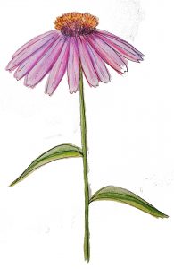 7.1 echinacea purrpurea