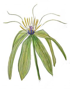 7.4 paris polyphylla