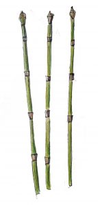 8.2 equisetum hyemale