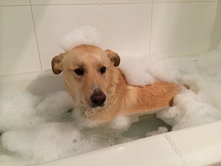 Hank in the bath