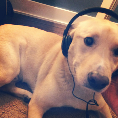 Hank with Headphones