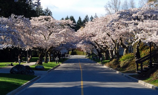 Spring Cherry Trees UBC 2011