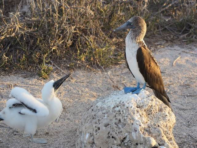 Famous Blue-Footed Booby with its baby