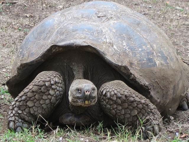 Wild Galapagos Giant Tortoise