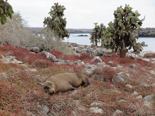 Sea lion napping in the prickly-pear cactus forest