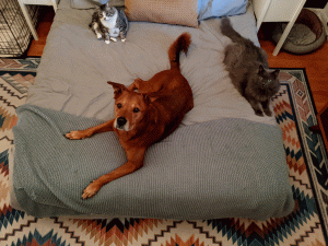 Two grey cats and one auburn dog on a grey bed looking up at the camera.