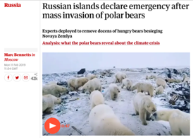 Screenshot from a news article categorized as "Russia". The headline is "Russian islands declare emergency after mass invasion of polar bears" and the subtitle is "Experts deployed to remove dozens of hungry bears beseiging Novaya Zemlya. Analysis: what the polar bears reveal about the climate crisis." Below the headline text is a video thumbnail image of about 20 polar bears feasting on garbage.