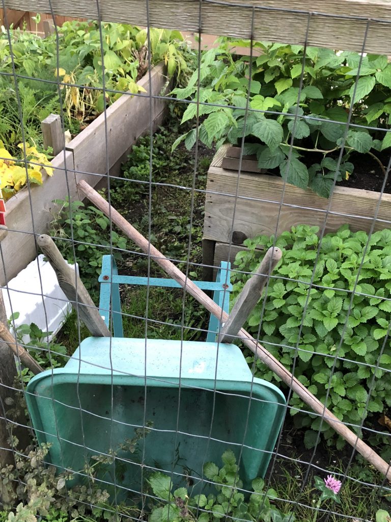 =close up of a wheel barrel with a garden in the background