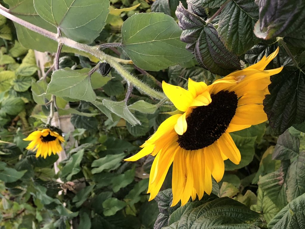 =close up of a sunflower. Set horizontally 