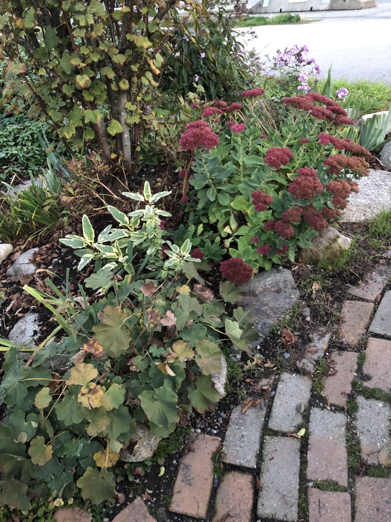 =garden growing despite concrete on both sides.