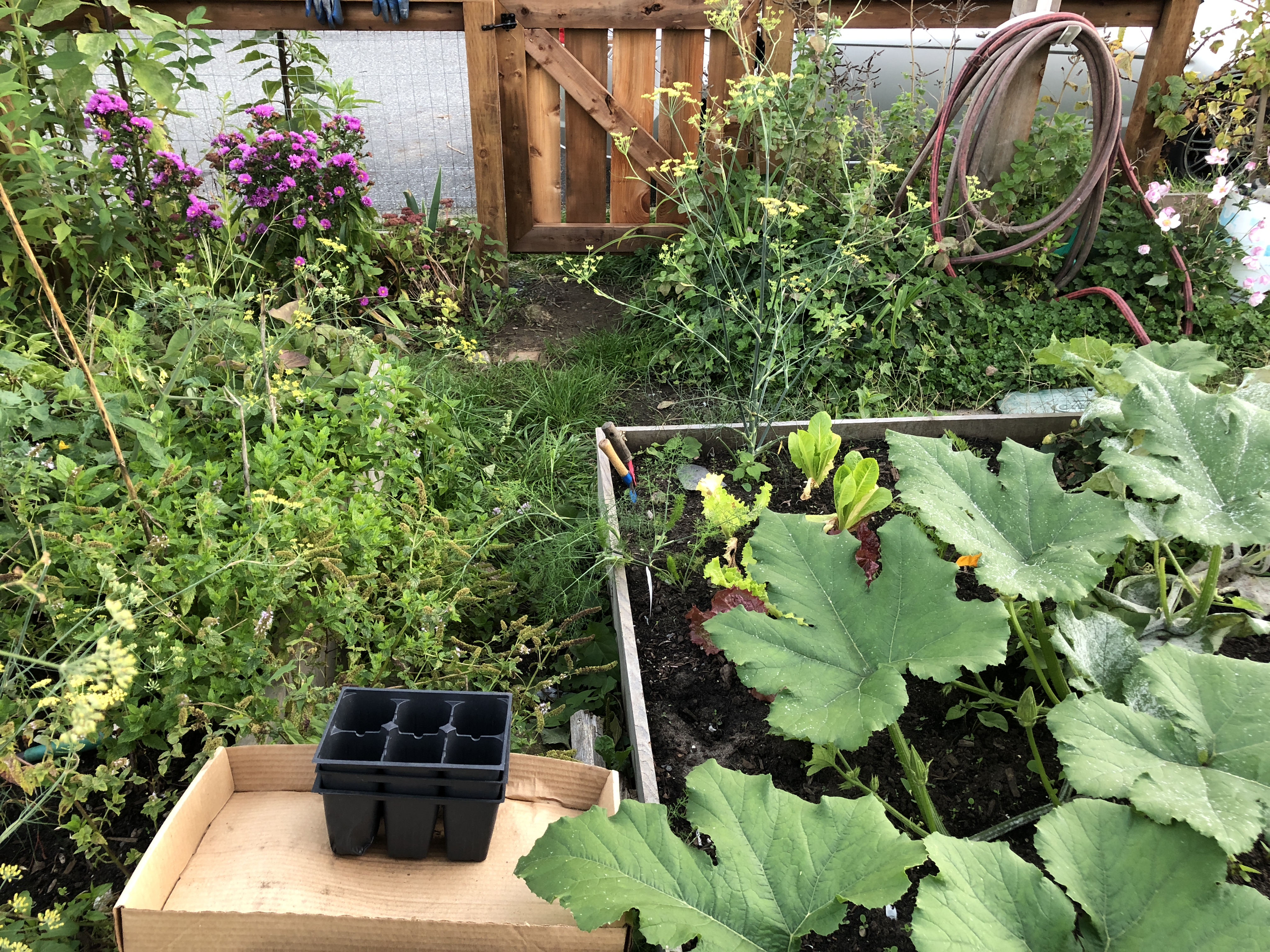 = an unruly garden with a hose, fence and plants