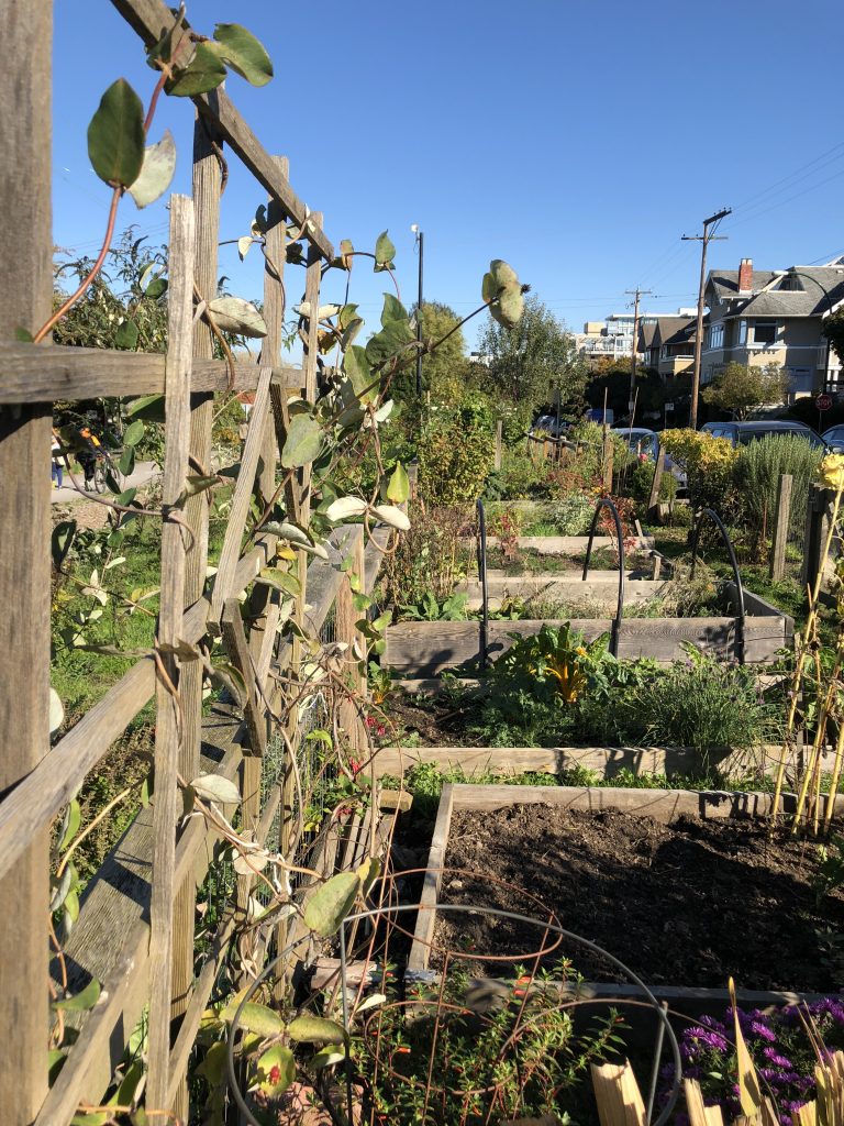 = close up of a vine panel, plots in background