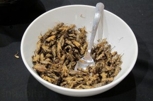 Future-Food-Salon-Crickets-9-537x357