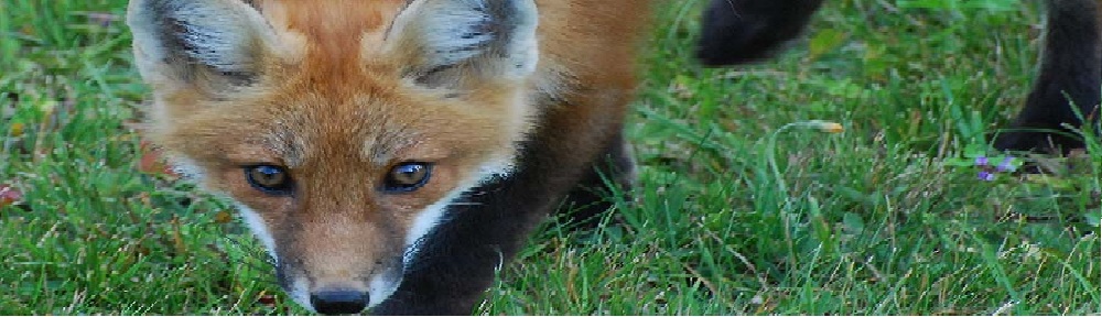 APBI 315: The Sport of Fox Hunting
