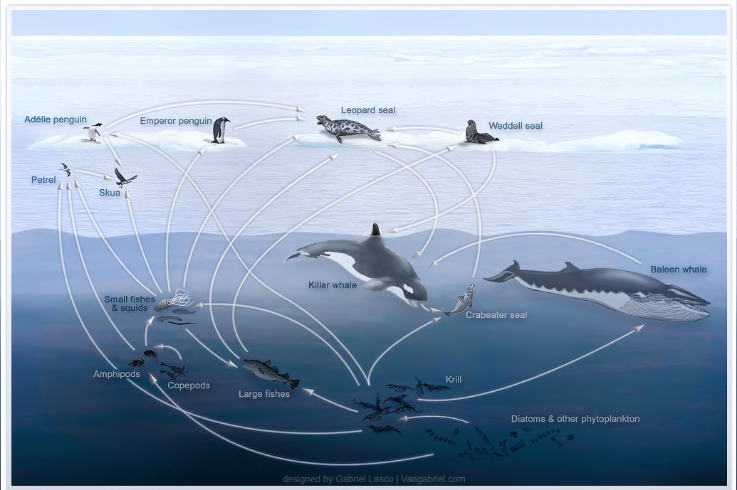 Whale Graphics Multimedia Photography