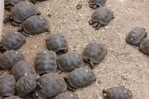 Tortoise nursery