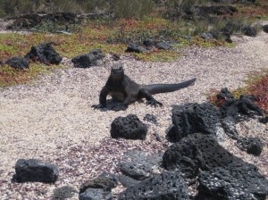 Marine iguana on the path