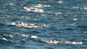 Dolphin groups are very visible from ships. Photo from http://www.greenpeace.org/australia/en/news/oceans/Super-trawlers-and-bycatch-the-true-story/
