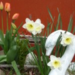 image of swan with spring flowers