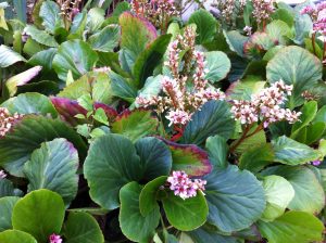 Bergenia, end of March