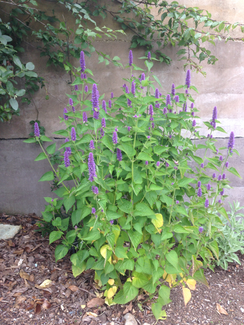 Agastache foeniculum anise hyssop Lamiaceae