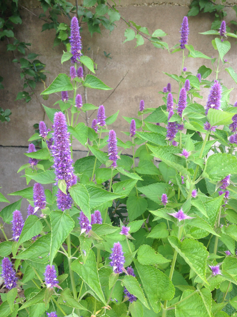 Agastache foeniculum anise hyssop Lamiaceae2