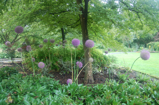 Allium giganteum giant purple allium Amaryllidaceae3