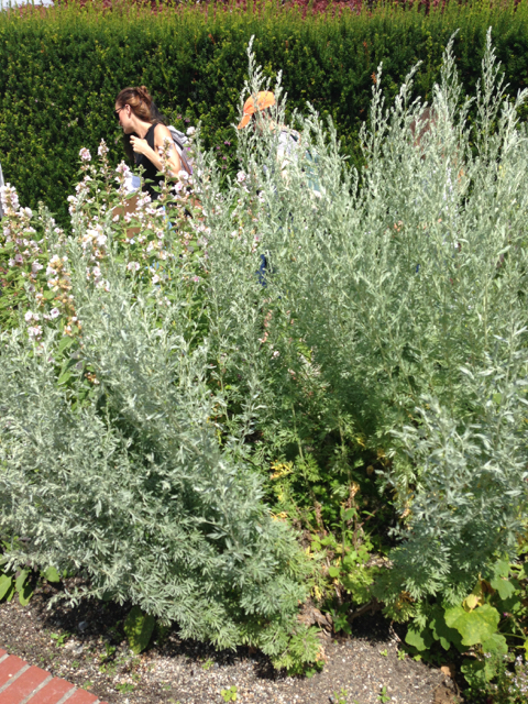 Artemisia absinthum wormwood Asteraceae3