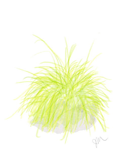 Carex elata 'Aurea' Bowles'