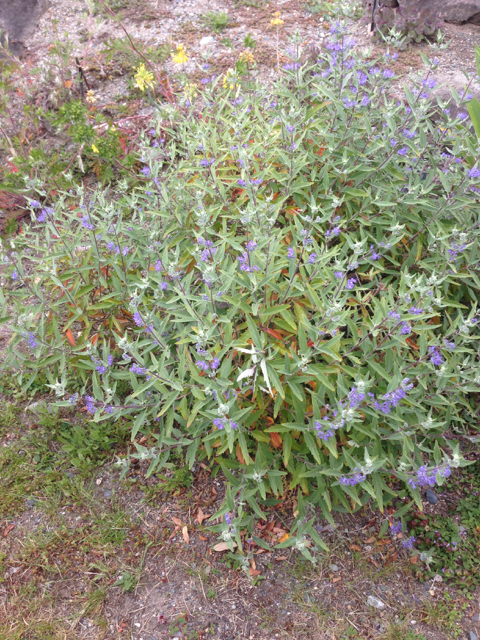 Caryopteris x clandonensis hybrid bluebeard Lamiaceae5