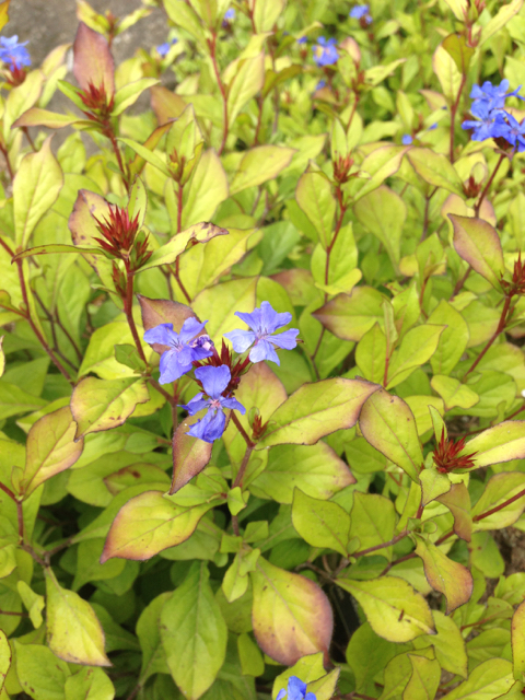 Ceratostigma plumbaginoides leadwort Plumbaginaceae