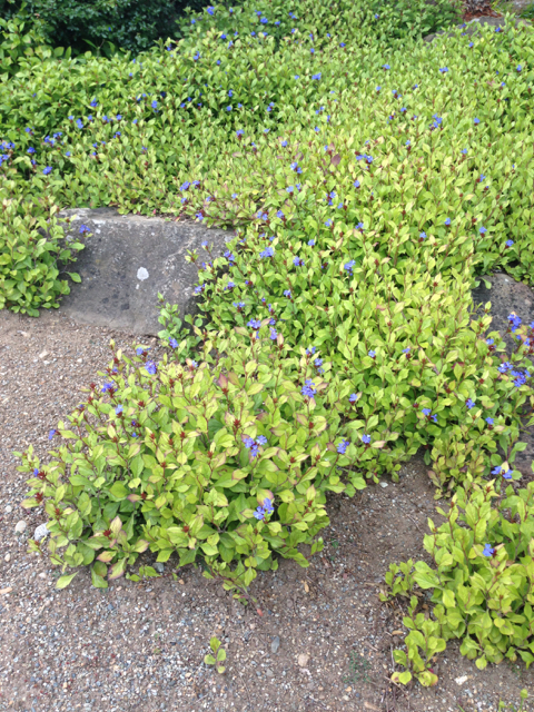 Ceratostigma plumbaginoides leadwort Plumbaginaceae2