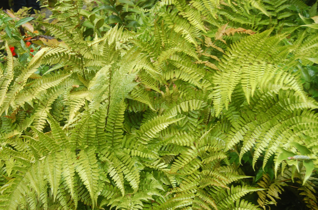 Dryopteris erythrosora autumn fern Dryopteridaceae