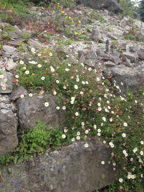 Erigeron karvinskianus Mexican daisy Asteraceae3