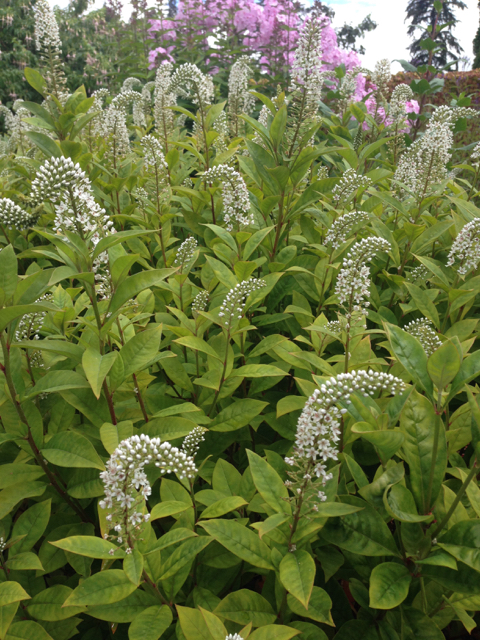 Lysimachia clethroides gooseneck loosestrife Primulaceae