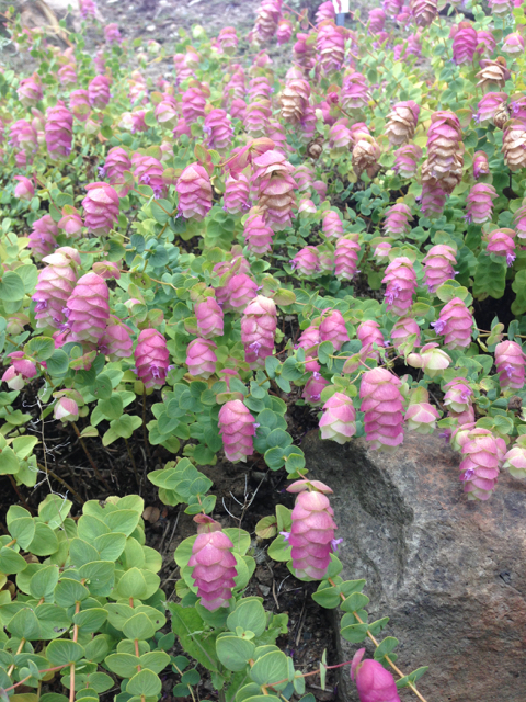 Origanum 'Barbara Tingey' round-leaved oregano Lamiaceae