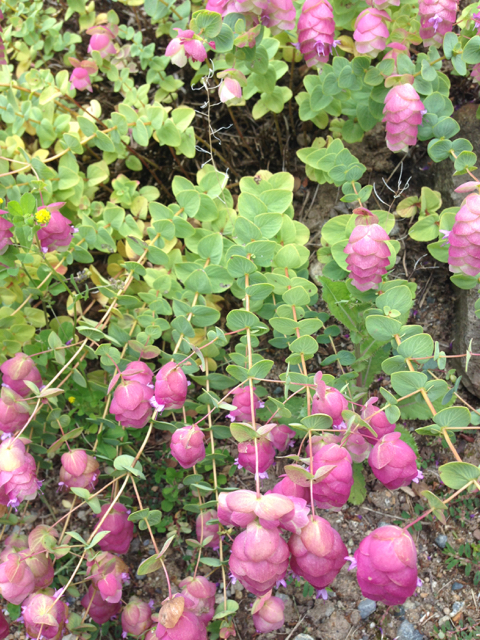 Origanum 'Barbara Tingey' round-leaved oregano Lamiaceae2