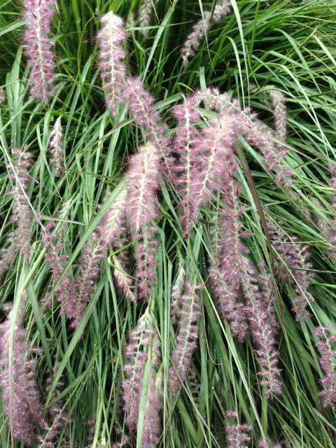 Pennisetum orientale fountain grass Poaceae