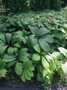 Rodgersia pinnata fingerleaf rodgersia Saxifragaceae2