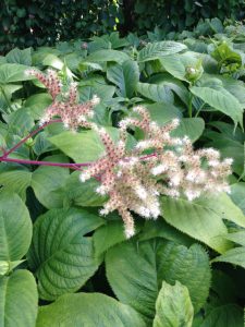 Rodgersia pinnata fingerleaf rodgersia Saxifragaceae3