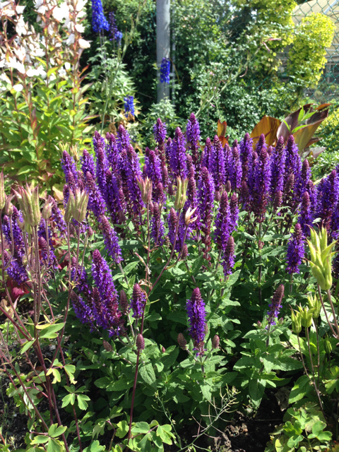 Salvia x superba | Herbaceous Plants in the Landscape