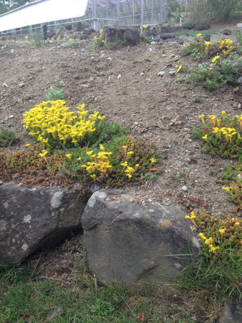 Sedum sexangulare watch-chain stonecrop Crassulaceae3