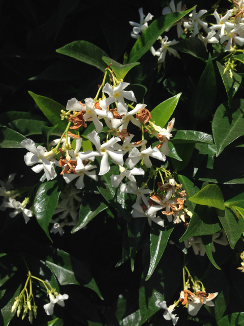 Trachelospermum jasminoides Confederate jasmine Apocynaceae2
